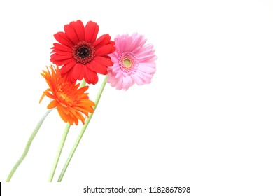 Transvaal Daisies In A White Background