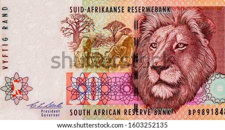 Transvaal Lions with cub drinking water at center, male lion head. Portrait from South Africa 50 Rand 1992  Banknotes. 