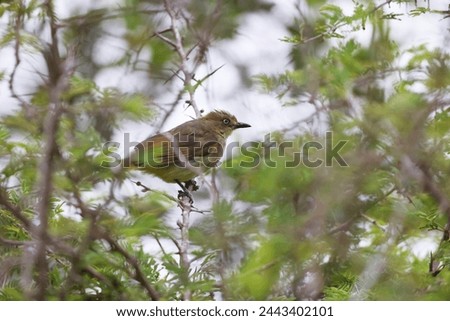 Transvaal sombre greenbul  (Andropadus importunus importunus) is a member of the bulbul family of passerine birds. This photo was taken in South Africa.