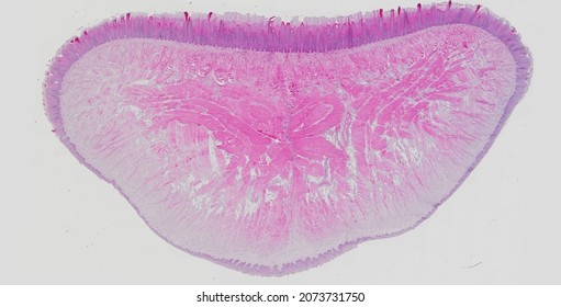 Transverse Histological Section Rabbit Tongue Stained Stock Photo ...