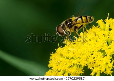 A Transverse-banded Flower Fly is resting on a yellow Goldenrod flower. Taylor Creek Park, Toronto, Ontario, Canada.