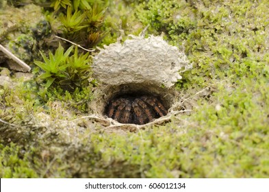 trap door spider in burrow. spider making nest underground.
