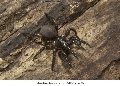 Trap door spider, Idiops sp, Idiopidae, Eravikulam National Park, Kerala, India