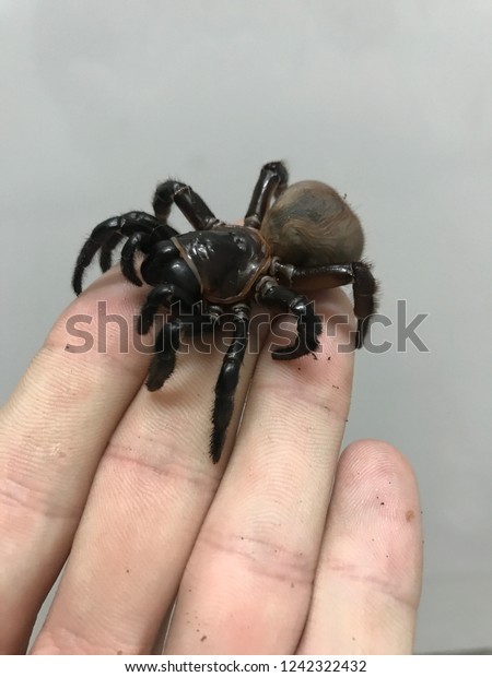 Trap door spider from\
Madagascar