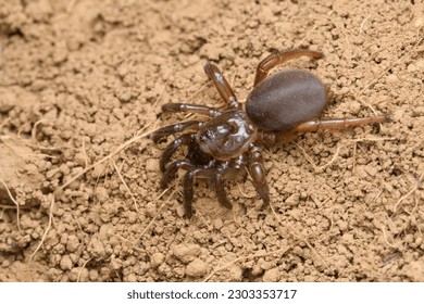 Trap door spider sitting diagonally on loose soil. Found at bhimashankar wildlife sanctuary