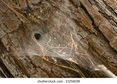 Trap Door Spider Web