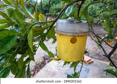 Trap For The Fruit Fly, Hanging From A Tree