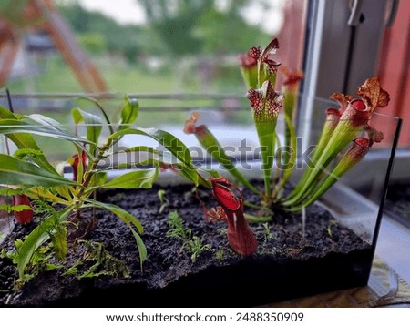 trap insects using pitchers with nectar and slippery footing around the lip