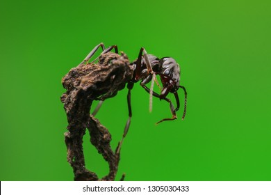 Trap Jaw Ant