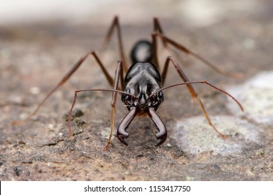 Trap Jaw Ant. Odontomachus.sp