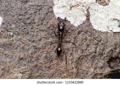 Trap Jaw Ant. Odontomachus.sp