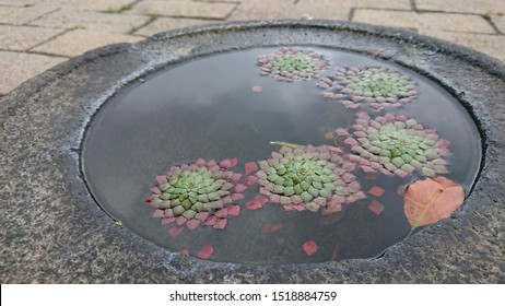 Trapa Natans, Plant, Duckweed, Natural, Trapa