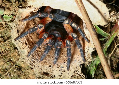 Trapdoor Spider Images Stock Photos Vectors Shutterstock