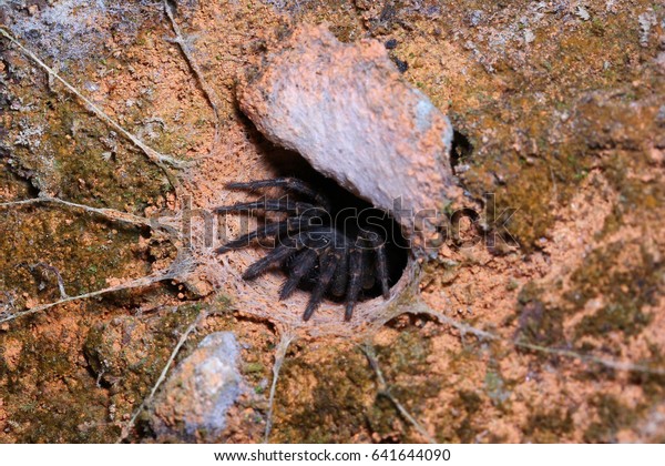 Trapdoor Spider Habitat Stock Photo Edit Now 641644090