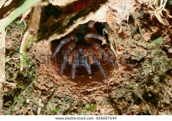 Trapdoor Spider Habitat Stock Photo Edit Now 668687644