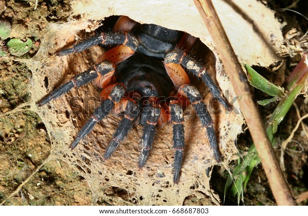 Trapdoor Spider Habitat Stock Photo Edit Now 668687803