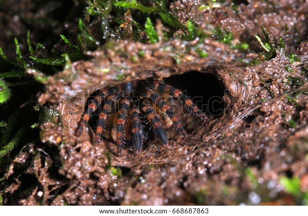 Trapdoor Spider Habitat Stock Photo Edit Now 668687863