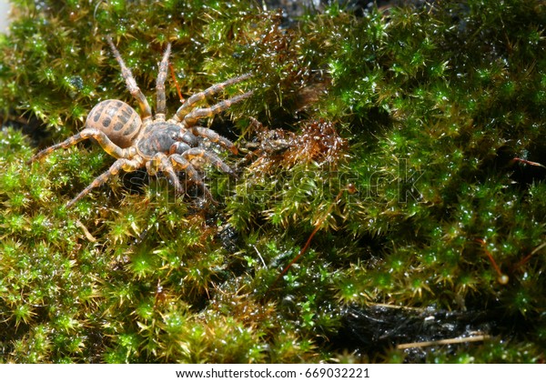 Trapdoor Spider Habitat Stock Photo Edit Now 669032221