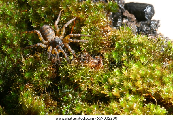 Trapdoor Spider Habitat Stock Photo Edit Now 669032230