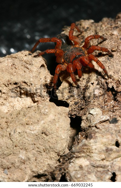 Trapdoor Spider Habitat Stock Photo Edit Now 669032245