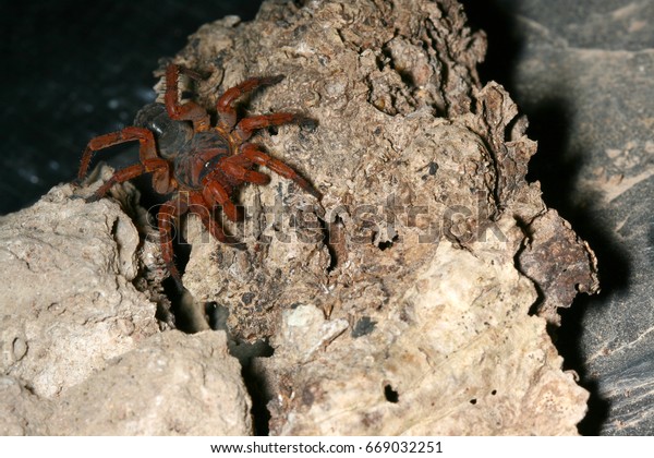 Trapdoor Spider Habitat Stock Photo Edit Now 669032251