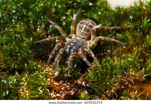 Trapdoor Spider Habitat Stock Photo Edit Now 669032254