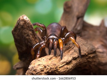 trapdoor spider on the wood . - Powered by Shutterstock