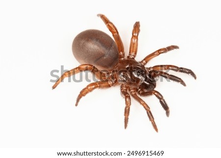 Trapdoor spiders of the genus Heligmomerus are large spiders with large fangs. These spiders live in the burrow with a lib-like door to their burrow
