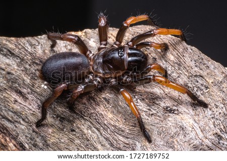 Trapdoor spiders on black background