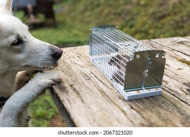 Trapped Dormouse In Live Trap