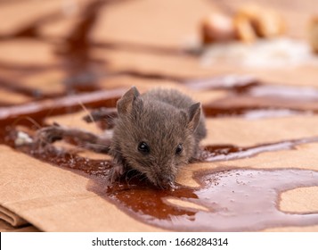 Trapped gray mouse licking poison from carton