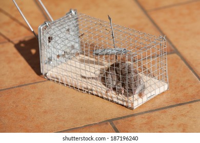 trapped mouse