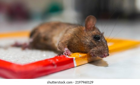 Trapped Mouse In A Glue Trap. The Dirty Rat Has Contagion The Disease To Humans Such As Leptospirosis, Plague