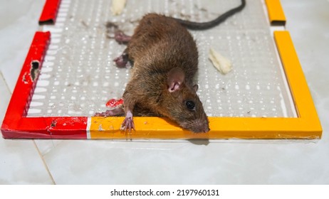 Trapped Mouse In A Glue Trap. The Dirty Rat Has Contagion The Disease To Humans Such As Leptospirosis, Plague