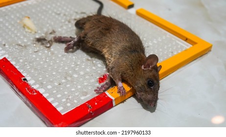 Trapped Mouse In A Glue Trap. The Dirty Rat Has Contagion The Disease To Humans Such As Leptospirosis, Plague