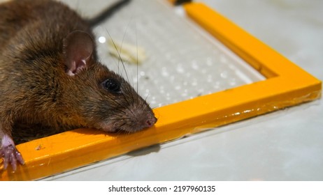 Trapped Mouse In A Glue Trap. The Dirty Rat Has Contagion The Disease To Humans Such As Leptospirosis, Plague