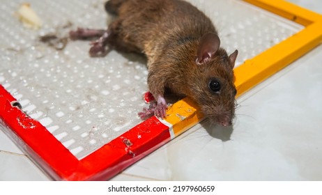 Trapped Mouse In A Glue Trap. The Dirty Rat Has Contagion The Disease To Humans Such As Leptospirosis, Plague