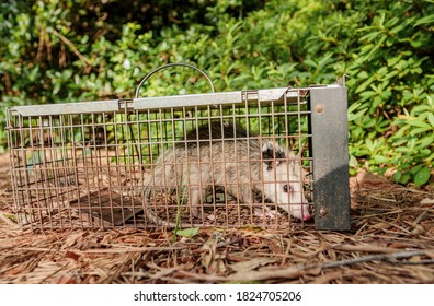  Trapped Opossum Marsupial. Pest And Rodent Removal Cage. Catch And Release Wildlife Animal Control Service.