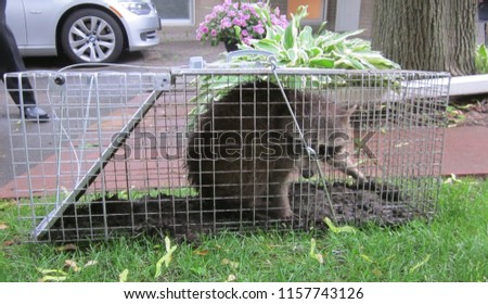
Trapped Raccoon in No Kill Cage Urban Wildlife