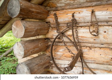 Traps For Fur Animals Hang On An Old Trappers Cabin In Northern Ontario Canada