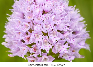 Traunsteinera globosa, Globe Orchid, flowering European terrestrial wild orchid in nature habitat, detail of pink bloom, green clear background, Slovakia. NAture in Europe. Orchid on the meadow. - Shutterstock ID 2163439527