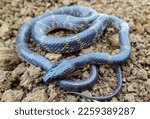 Travancore wolf snake, Lycodon travancoricus, Satara, Maharashtra,  India