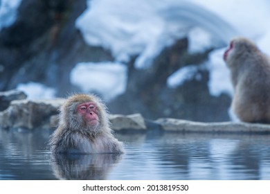 Travel Asia. Red-cheeked monkey. Monkey in a natural onsen hot spring , located in Snow Monkey. Hakodate Nagano, Japan. - Powered by Shutterstock