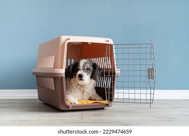 Travel carrier box for animals. Cute bichon frise dog lying in travel pet carrier, blue wall background, copy space