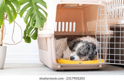 Caja de transporte para animales. Perro frito de bichon lindo durmiendo en portador de mascotas de viaje, fondo de pared blanco, espacio de copia