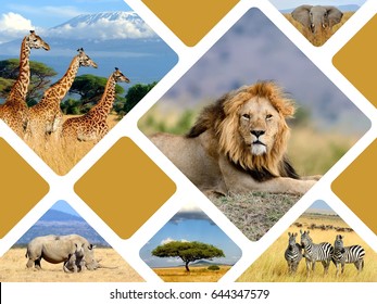 Travel Concept With Photos Collage Wild African Animals