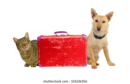 LetÃ?Â´s Travel! Dog And Cat With A Suitcase.