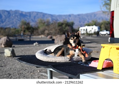 travel with dog at Death Valley National Park Campground