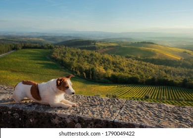 travel dog. Jack Russell Terrier looks at the landscape in autumn Tuscany. Vineyards, fields, hills