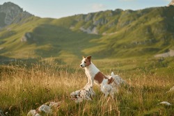 Travel Dog In The Mountains. Brave Jack Russell Terrier In Nature. 
